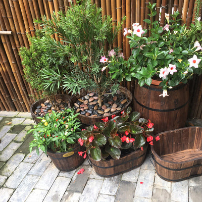 Oval Antiseptic Preservative Wood Pots