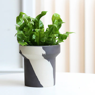 Ceramic Succulent Fern Tuber Planters