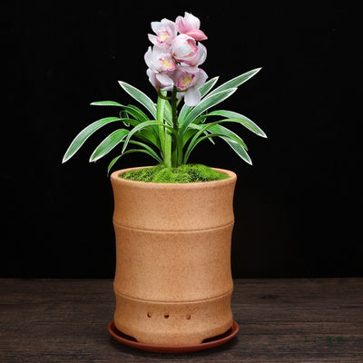 Best Firewood Purple and Sand Orchid Pots Planters