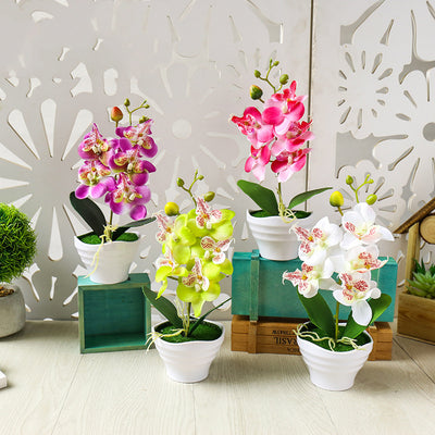 Flower Five Headed Phalaenopsis Bonsai With Pots