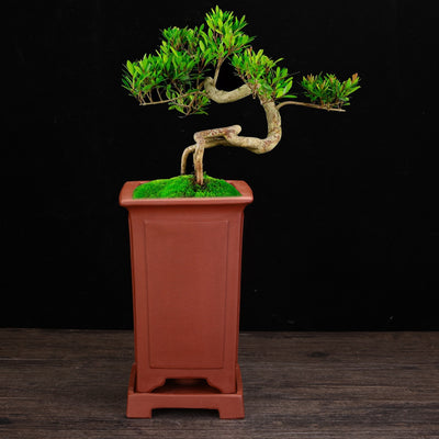 Ceramic Zisha Orchid Elegant Planters Pots Indoor