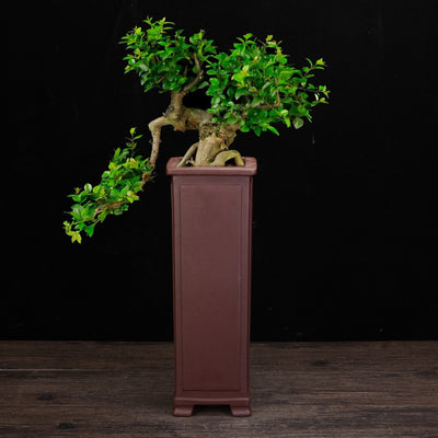 Ceramic Zisha Orchid Elegant Planters Pots Indoor