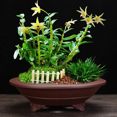Living Room Interior Gardening Purple Sand Orchid Pots