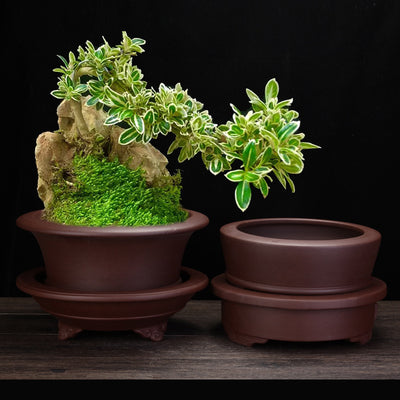 Living Room Interior Gardening Purple Sand Orchid Pots