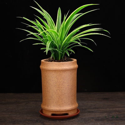 Best Firewood Purple and Sand Orchid Pots Planters