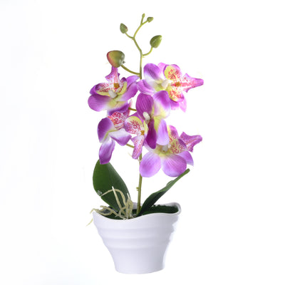 Flower Five Headed Phalaenopsis Bonsai With Pots