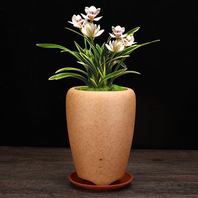 Best Firewood Purple and Sand Orchid Pots Planters