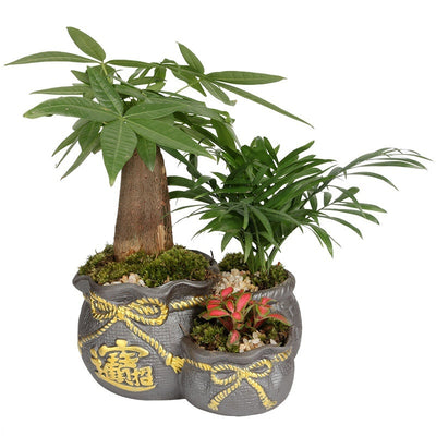 Ceramic Black Purple Sand Orchid Pots Plant Indoor