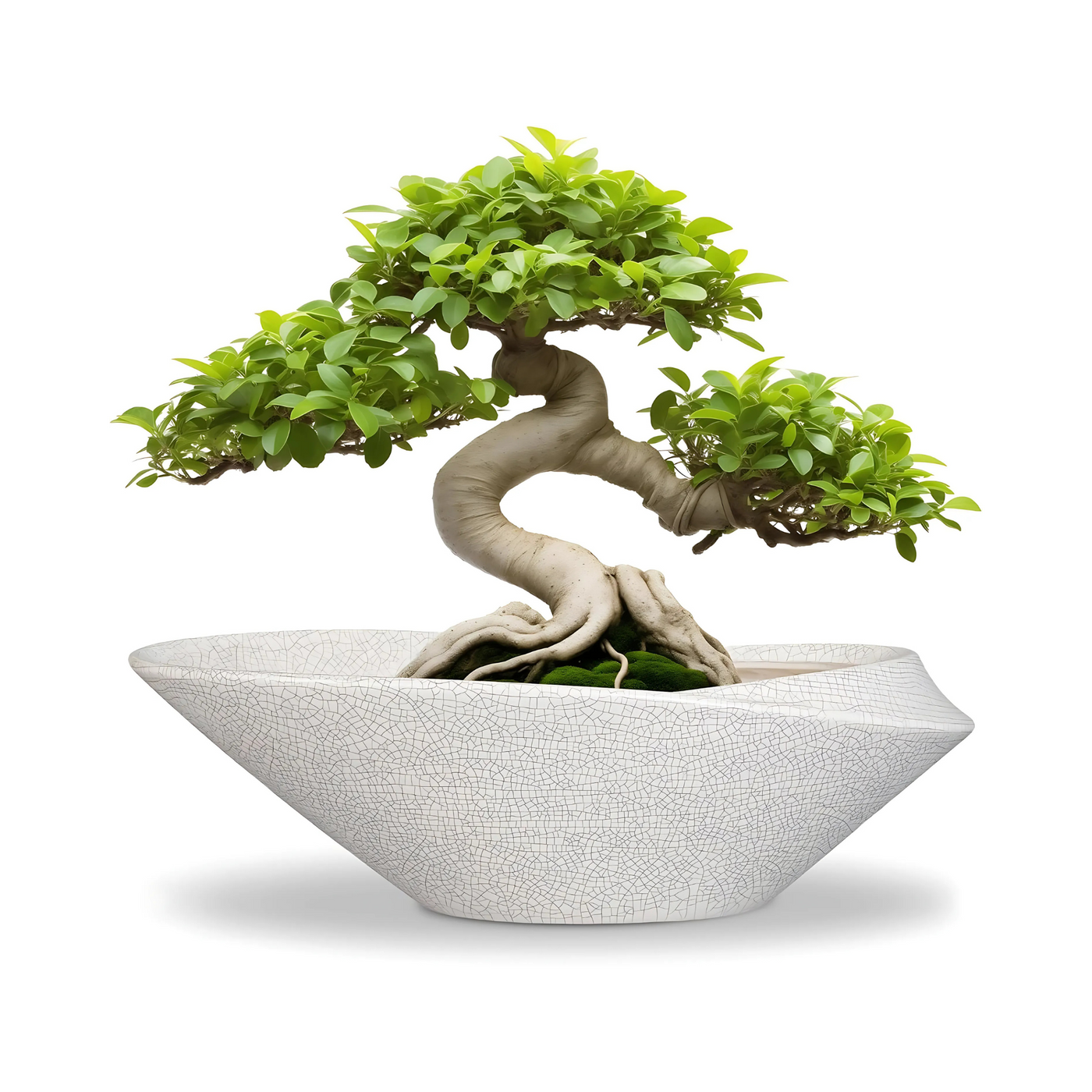 White Black Bonsai Tree Pot Indoor And Outdoor 12 Inch Ceramic Planters