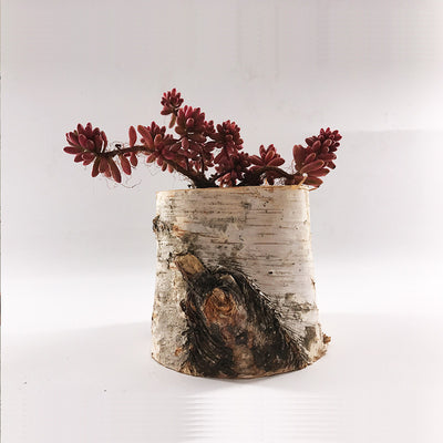 Create Indoor And Outdoor Planters