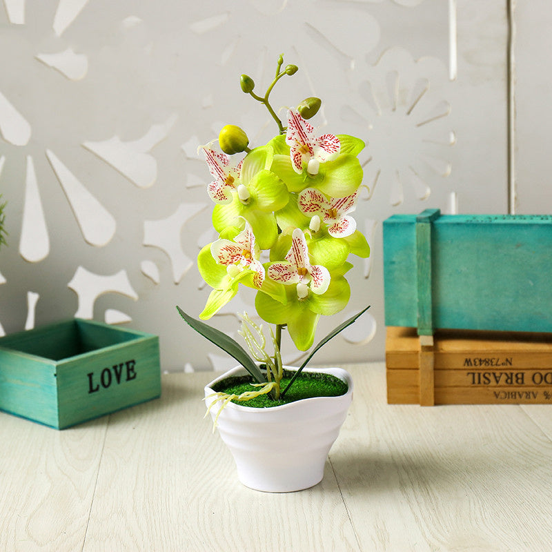 Flower Five Headed Phalaenopsis Bonsai With Pots