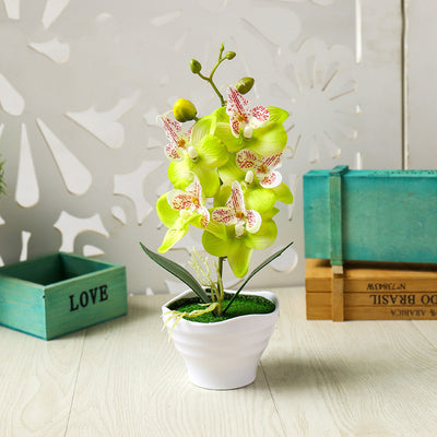 Flower Five Headed Phalaenopsis Bonsai With Pots