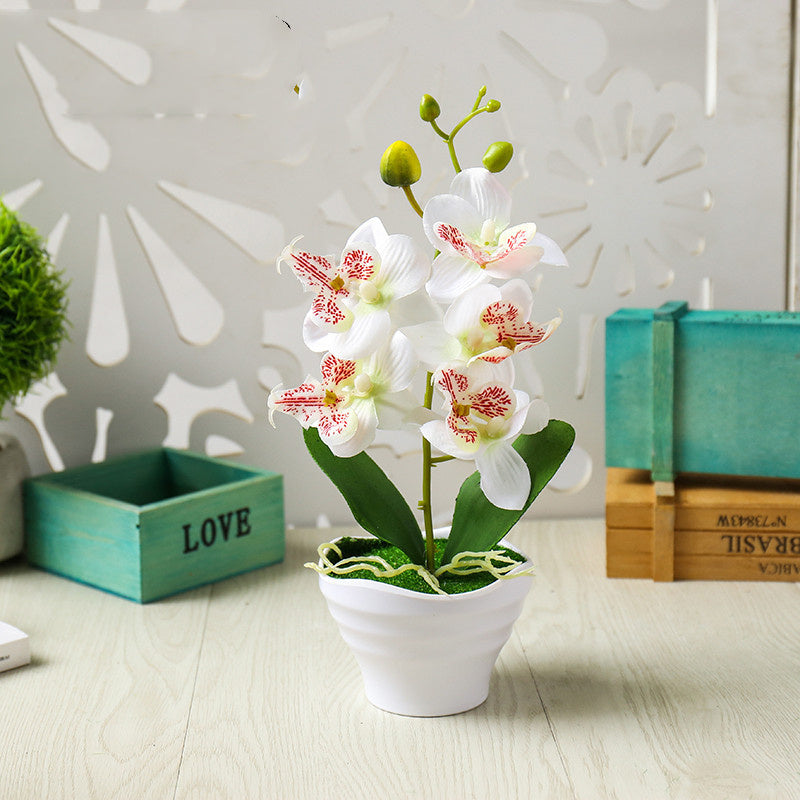 Flower Five Headed Phalaenopsis Bonsai With Pots