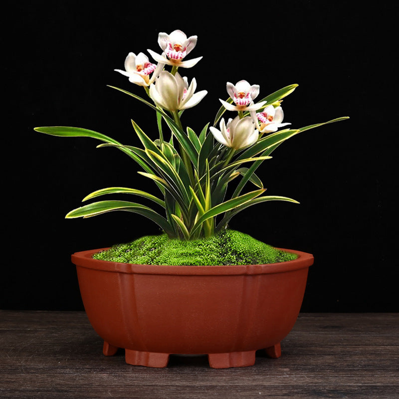 Purple Sand Orchid Pots Household Round Balcony Decoration