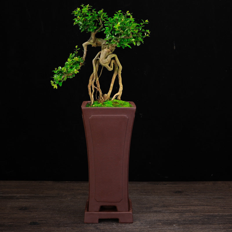 Ceramic Zisha Orchid Elegant Planters Pots Indoor
