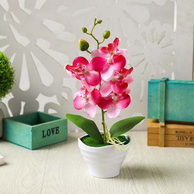 Flower Five Headed Phalaenopsis Bonsai With Pots